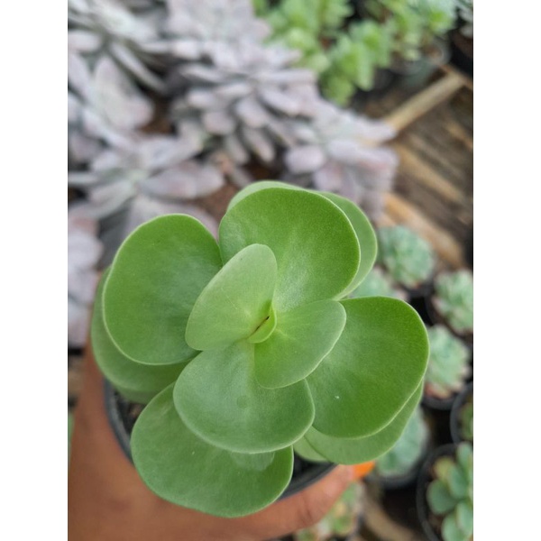 Sukulen Portulaca Molokiniensis