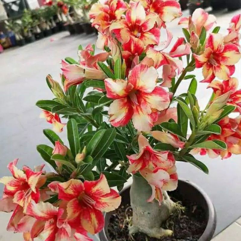 BIBIT TANAMAN HIAS BONSAI ADENIUM//KAMBOJA JEPANG (tanaman hidup-bunga hias hidup murah-kembang asli