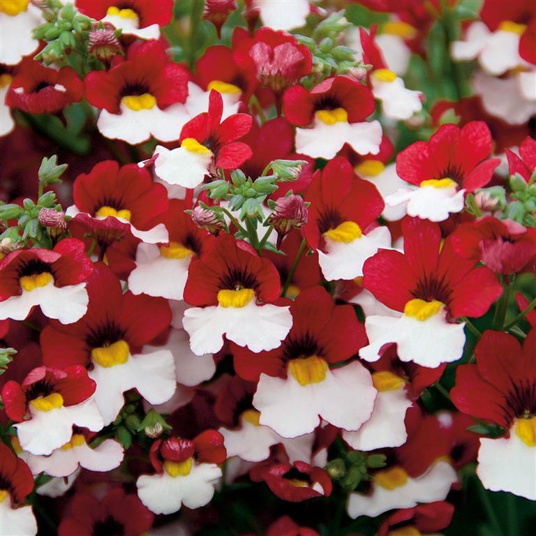 Benih Bibit Biji - Bunga Nemesia Strumosa Red &amp; White Seperti Bendera Merah Putih Indonesia Flower Seeds - IMPORT