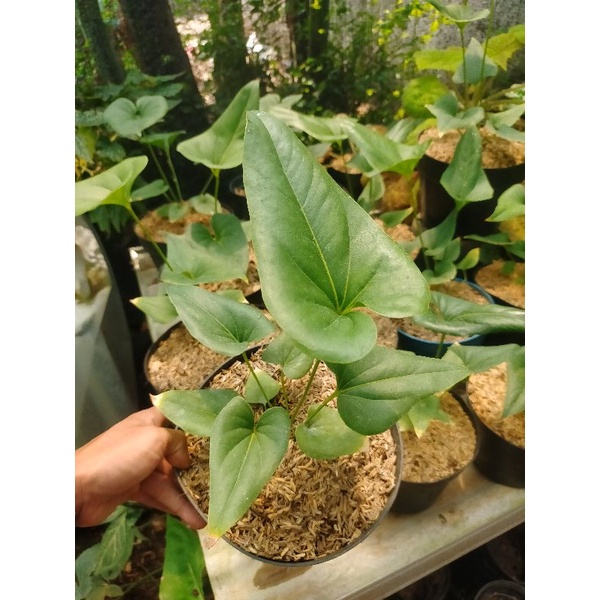 Tanaman Hias anturium corong