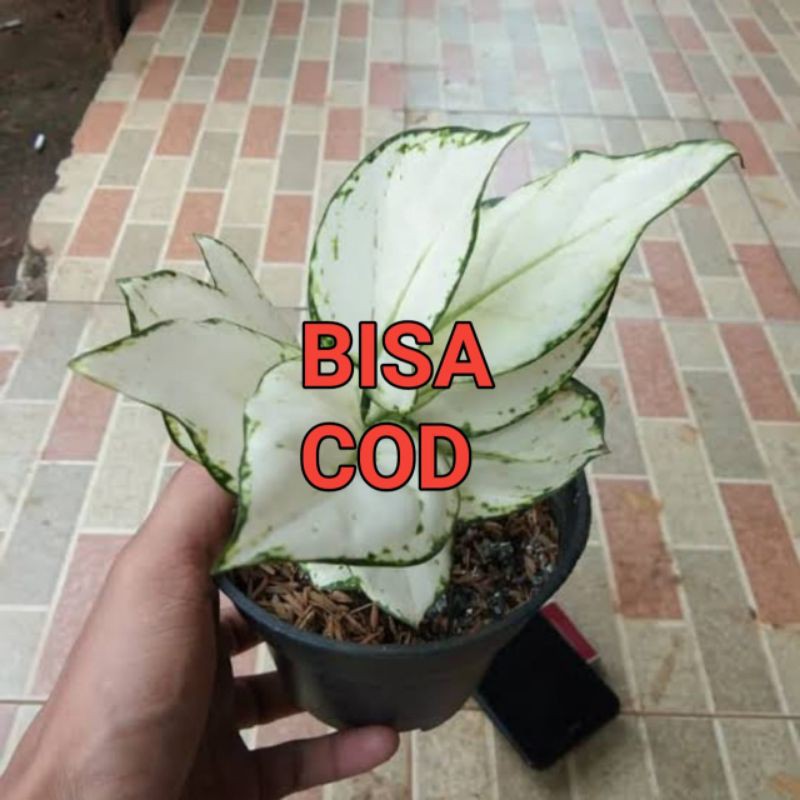 bonggol aglonema super white