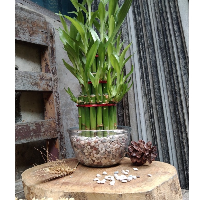 Bambu Hoki Seikat Mangkok Medium Tanaman Air Hiasan Taman Dekorasi Ruangan Bambu Hoky China Sri Reje