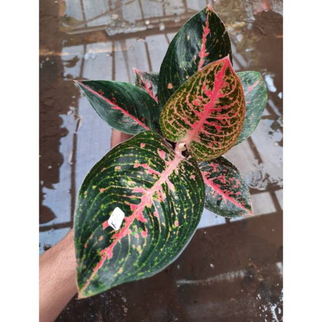 Aglonema Adelia Termurah Tanaman Hias Bunga Aglonema Adelia (Aglaonema/Srirejeki)