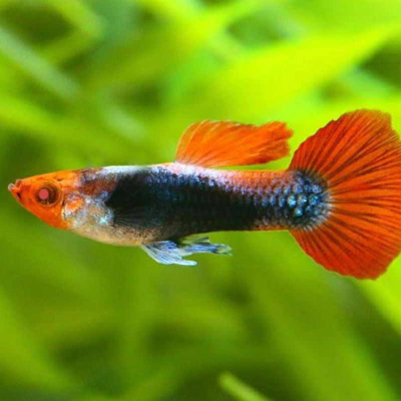 GUPPY tuxedo koi jantan