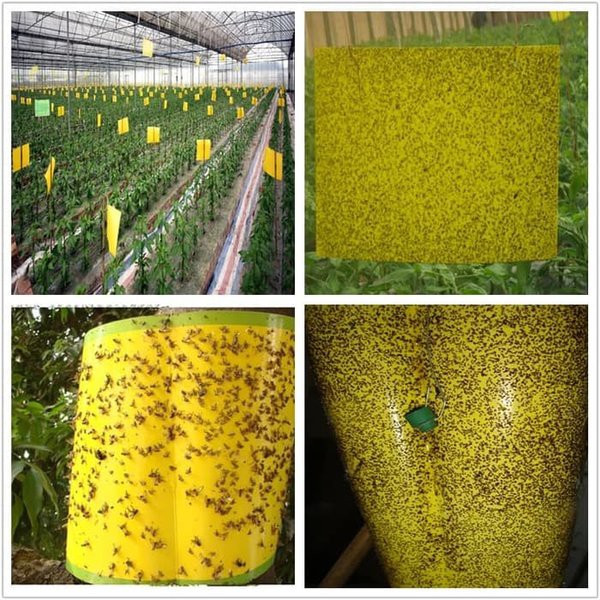 Yellow Trap Perangkap Hama Tanaman (1 pack = 10 lembar)