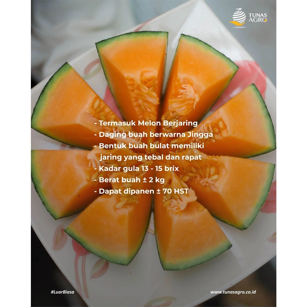 Benih Bibit Biji - Melon Ceria F1 Hibrida Sweet Rock Melon Orange Melon Jingga Manis Seeds - Panen Dalam 70 Hari