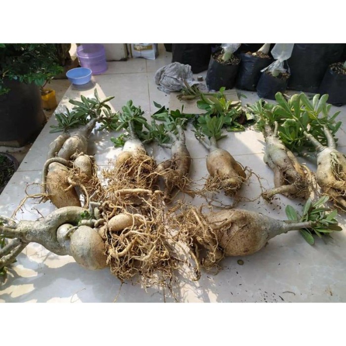 ADENIUM BUNGA TUMPUK *SIZE C* 1 WARNA-WARNI. FLORIS STOREE