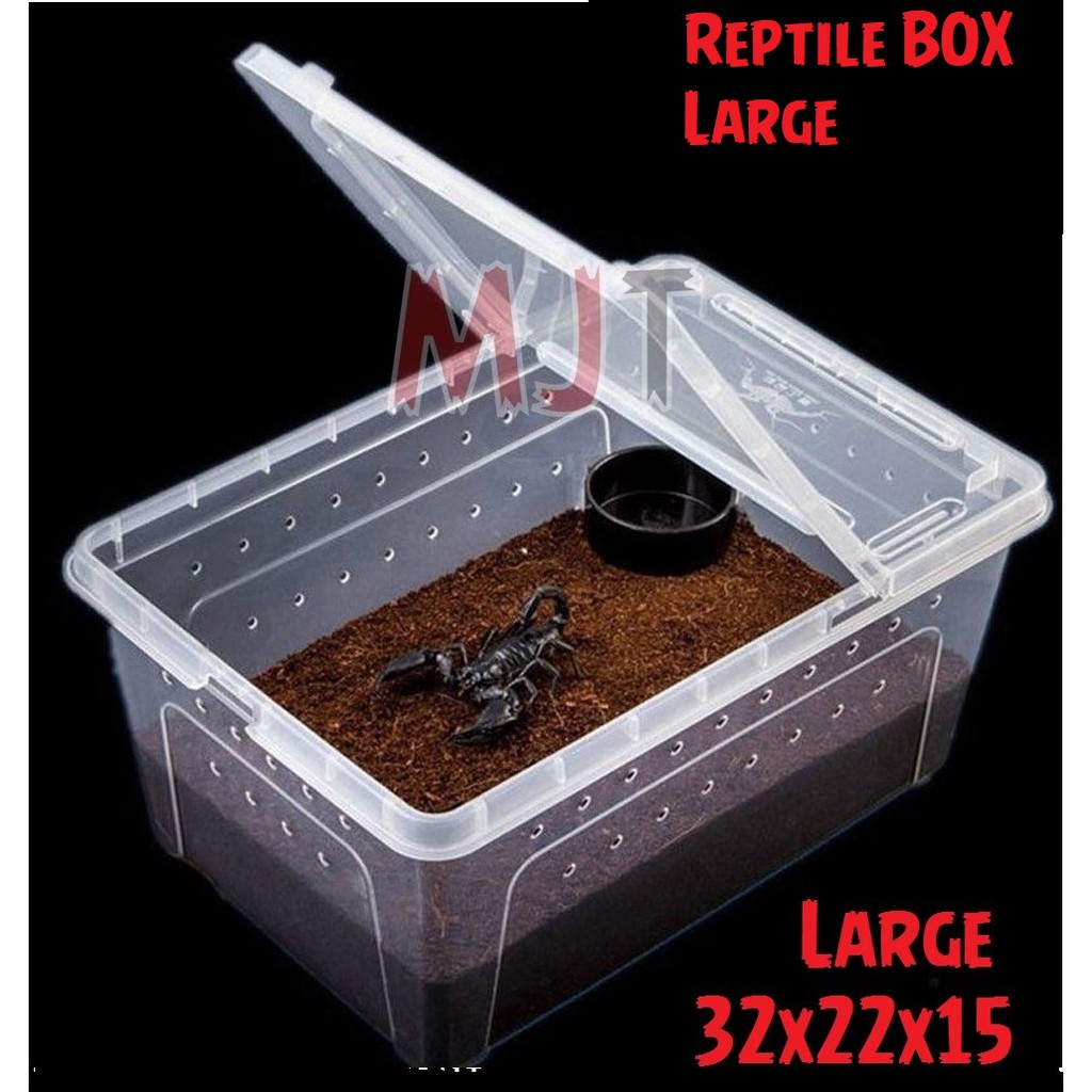 Square Box Reptile L 32x22x15cm - Feeding Box - Kotak Reptil Tarantula Gecko BD Iguana Nomoy H5