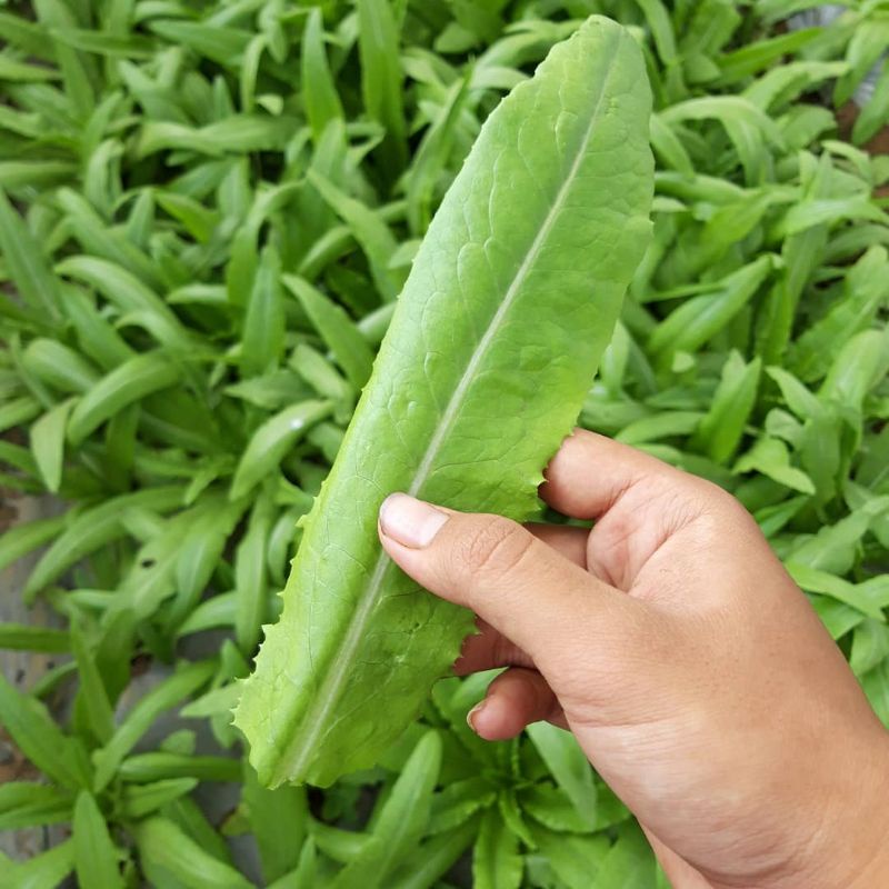 

Organik Premium Siomak / Selada Wangi / Selada Pedang / Sword Lettuce 3 pak