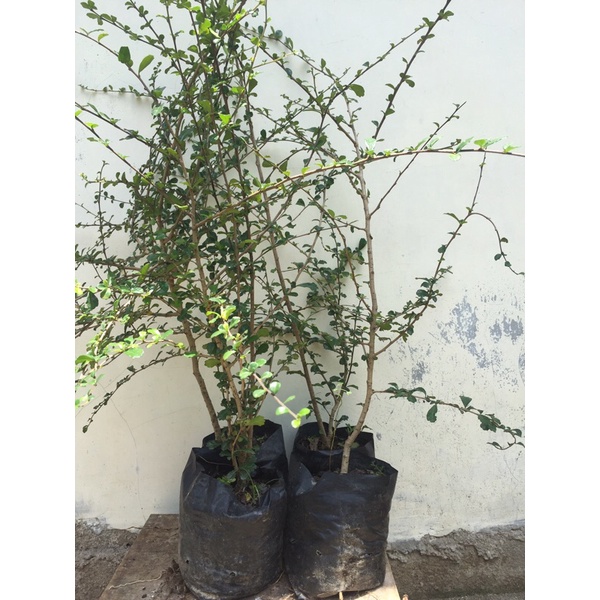 bibit bonsai hokiantea / hokianti mikro buah