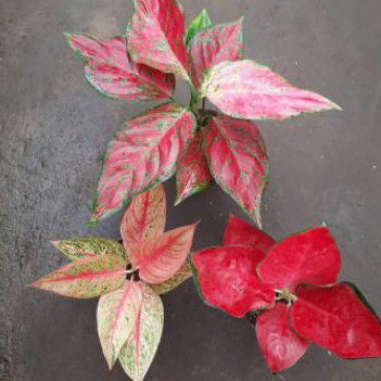 promo paket 3 bonggol aglonema sugsom-legacy-red king