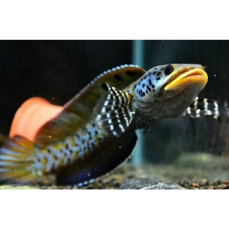 chana orna yellow lips 17-19cm