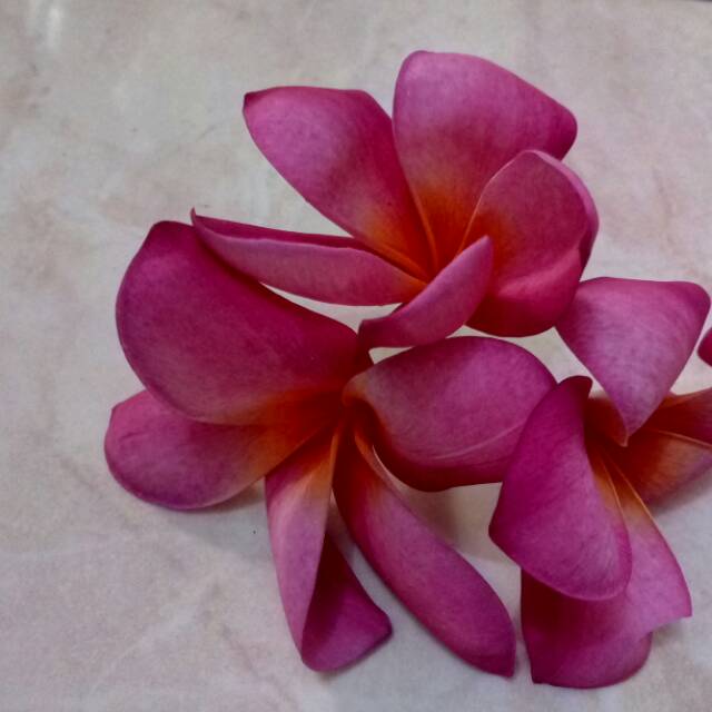 nirmala_yudha