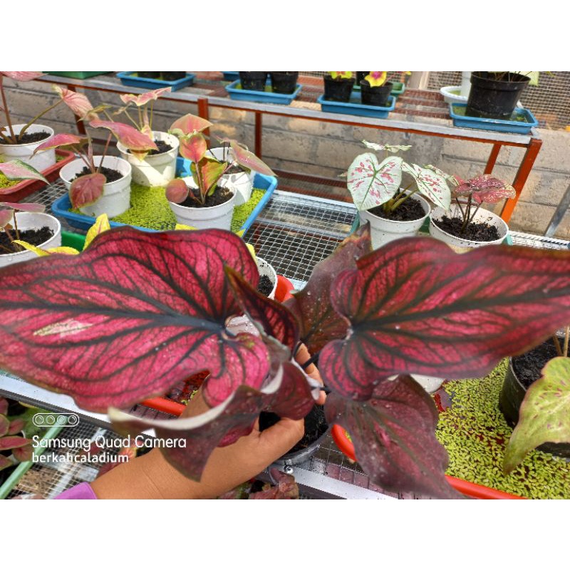 Bibit Caladium Red Stone / Bibit keladi Red Stone, Baby keladi Red Stone