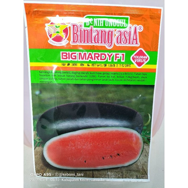 

Benih Semangka BIG MARDY F1 semangka inul merah berbiji by Bintang Asia