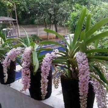 Anggrek retusa remaja(spike ekor tupai) ryncostylis retusa dewasa