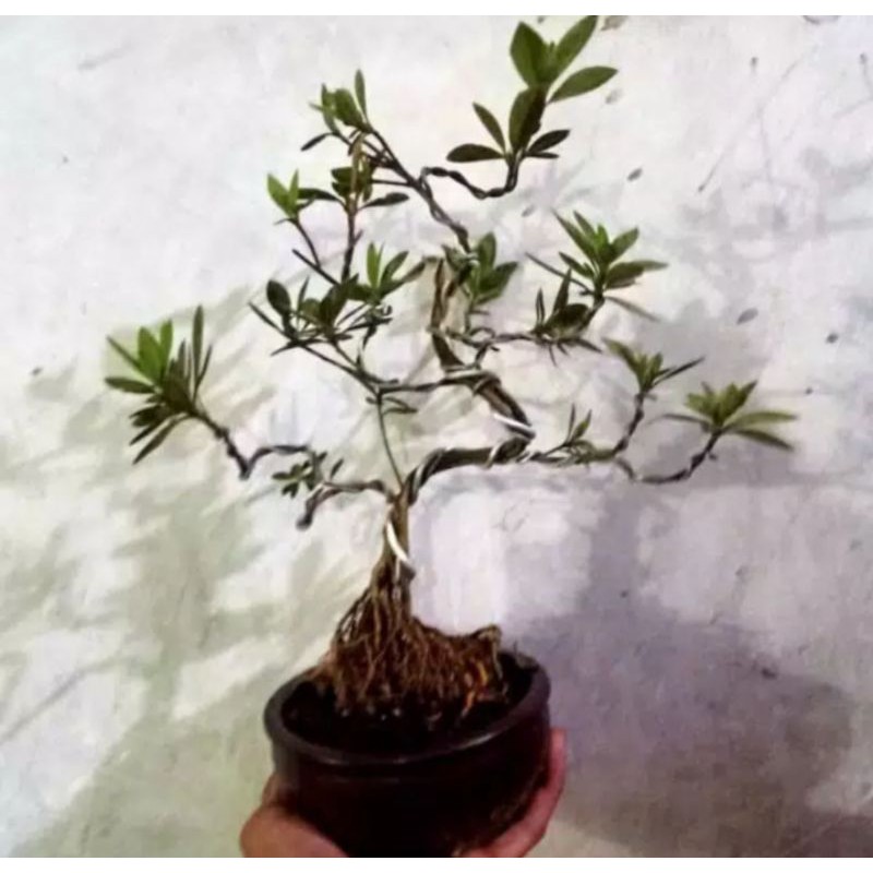 pohon bonsai azalea tanaman hias pohon bonsai azalea