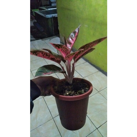 Aglaonema Reanita