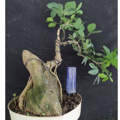 bahan bonsai asem kranji / asem londo on the rock realpict