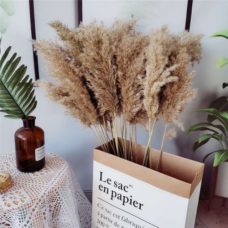 Paket Mantap Pampas Bulu Import Premium Hiasan Vas Guci Buket Bunga Kering Dried Flowers Dekorasi Ka
