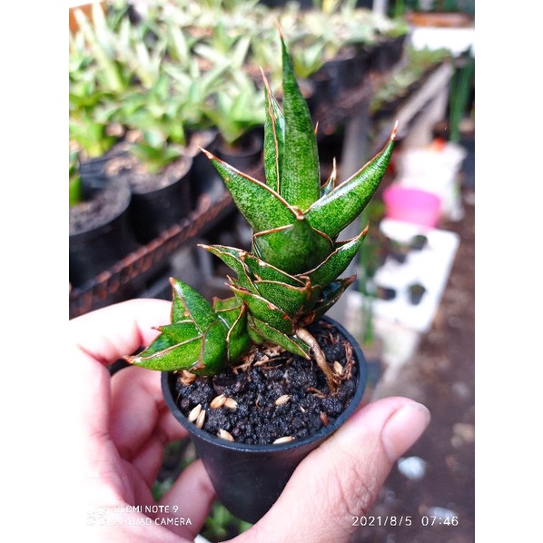 Tanaman hias mini sansevieria / sansivera hybrid prabu uk pot 5cm