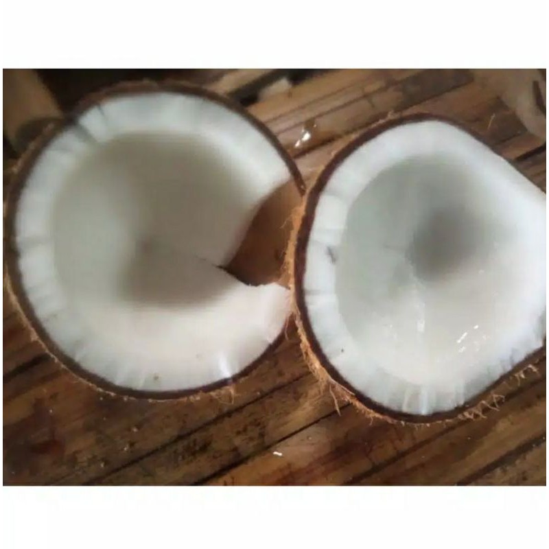 

Buah kelapa tua terbaik per 1 pcs