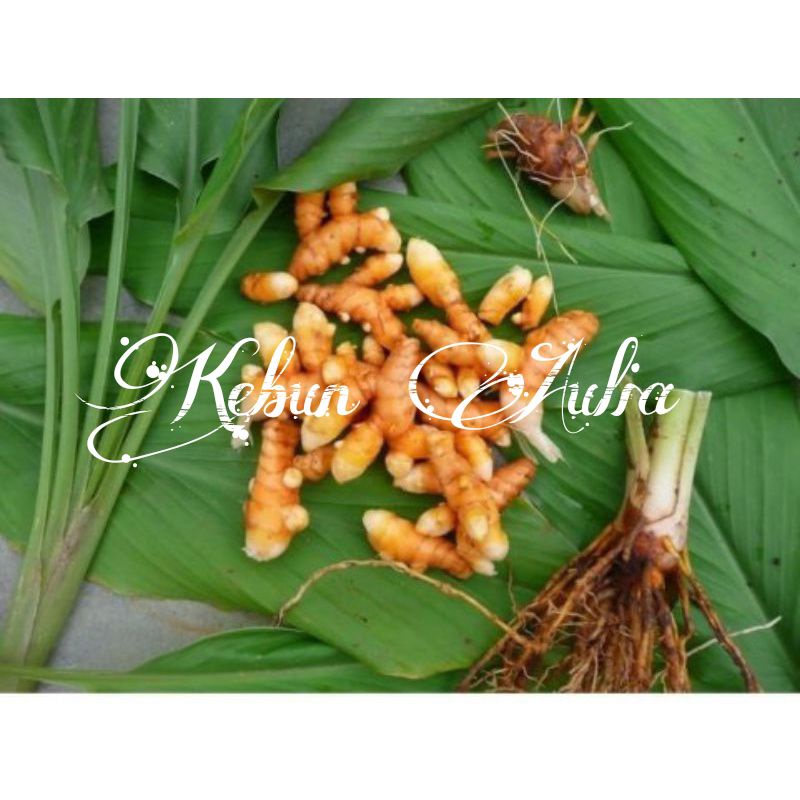 

Kunyit Bumbu Segar 1kg organik