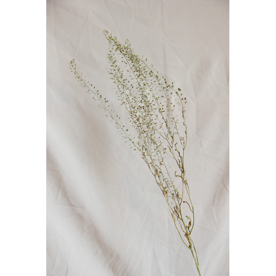 Dried Thlaspi / Bunga Kering