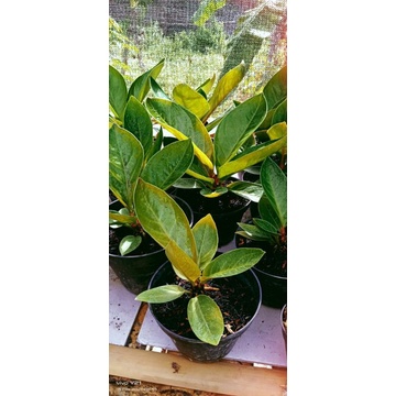 jemani mangkok tornado