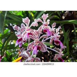 anggrek vanda tricolor