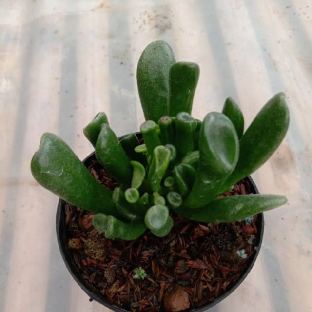 Sekulen crassula aborescent