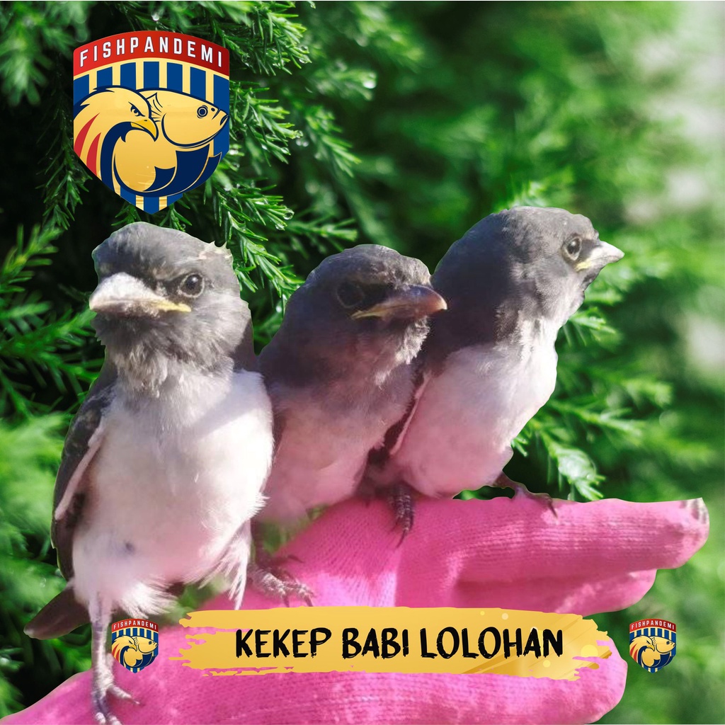 Kekep Babi Lolohan Skill Free Fly