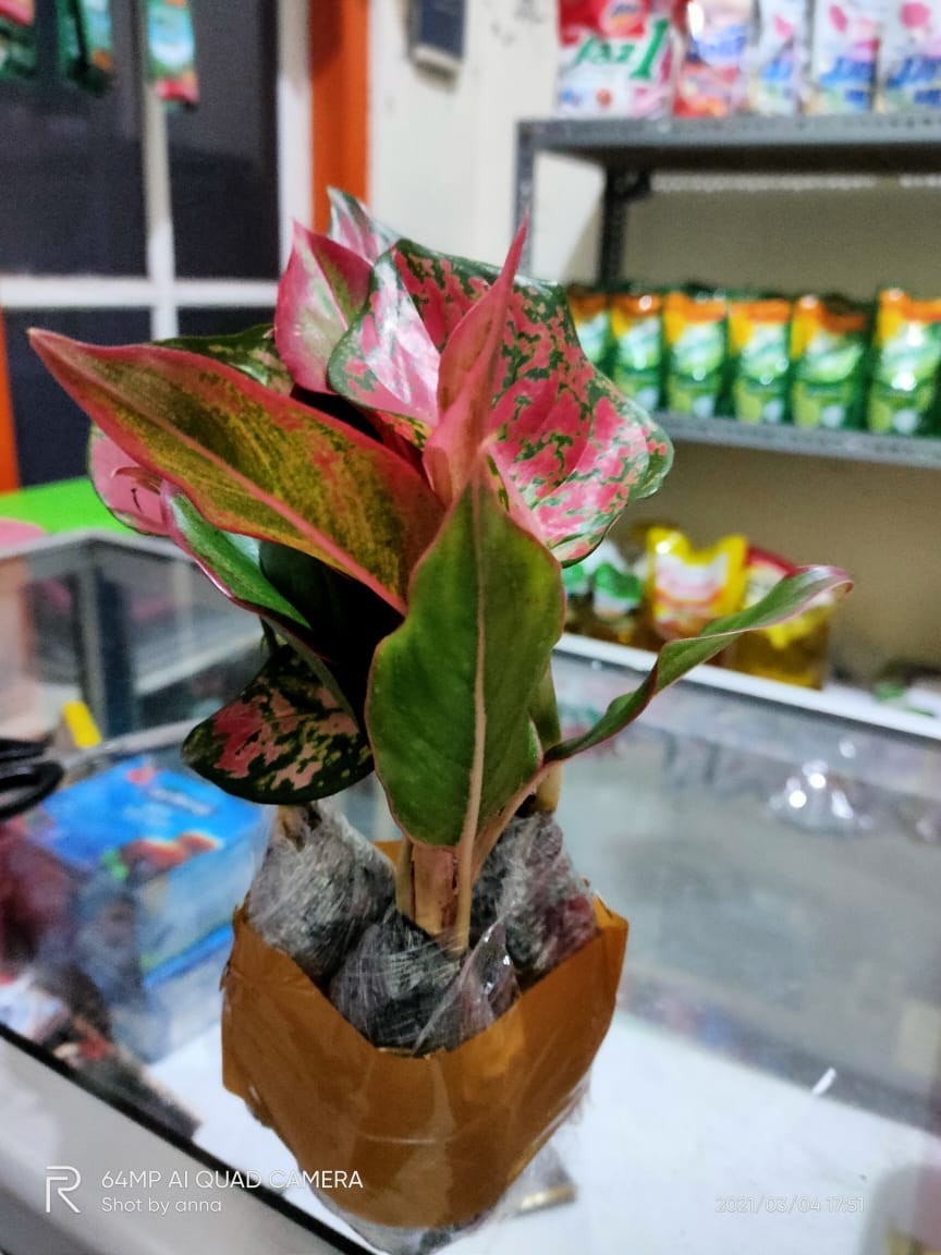Harga Special Dud Anjamani