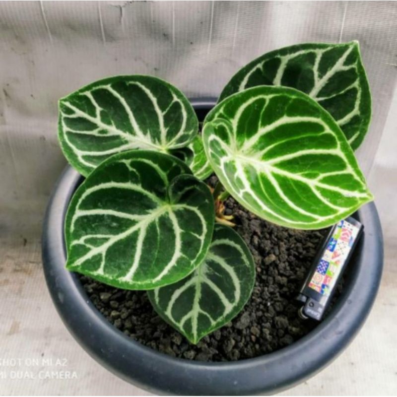 Tanaman hias kuping gajah dorayaki