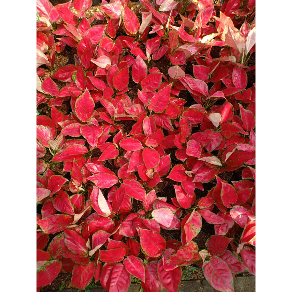  RED  ANJAMANI  Tanaman Hias Aglaonema  Aglonema 