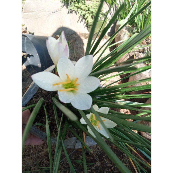 TANAMAN BUNGA KUCAI / BUNGA TAMAN KUCAI