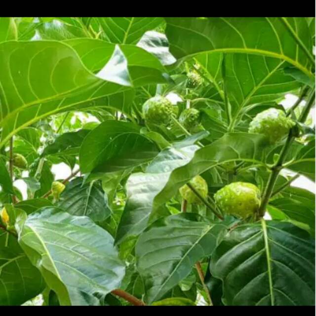 

Buah mengkudu fresss dr pohon ny