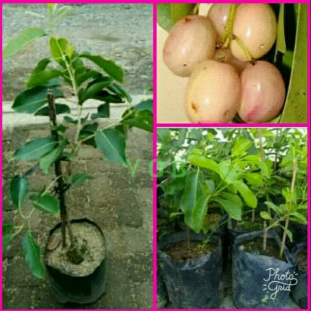 Bibit tanaman Buah Juwet Putih Atau Jamblang Putih