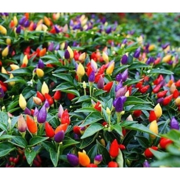 Benih Bibit Biji Cabai Cabe Pelangi