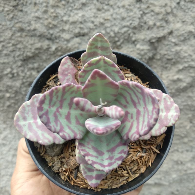 Kalanchoe Humilis | DP 10cm | Sukulen