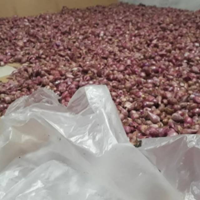 

Bawang merah