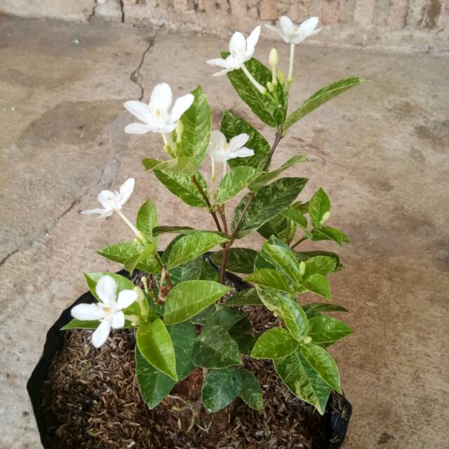  Bunga  melati  jasmine varigata Shopee Indonesia