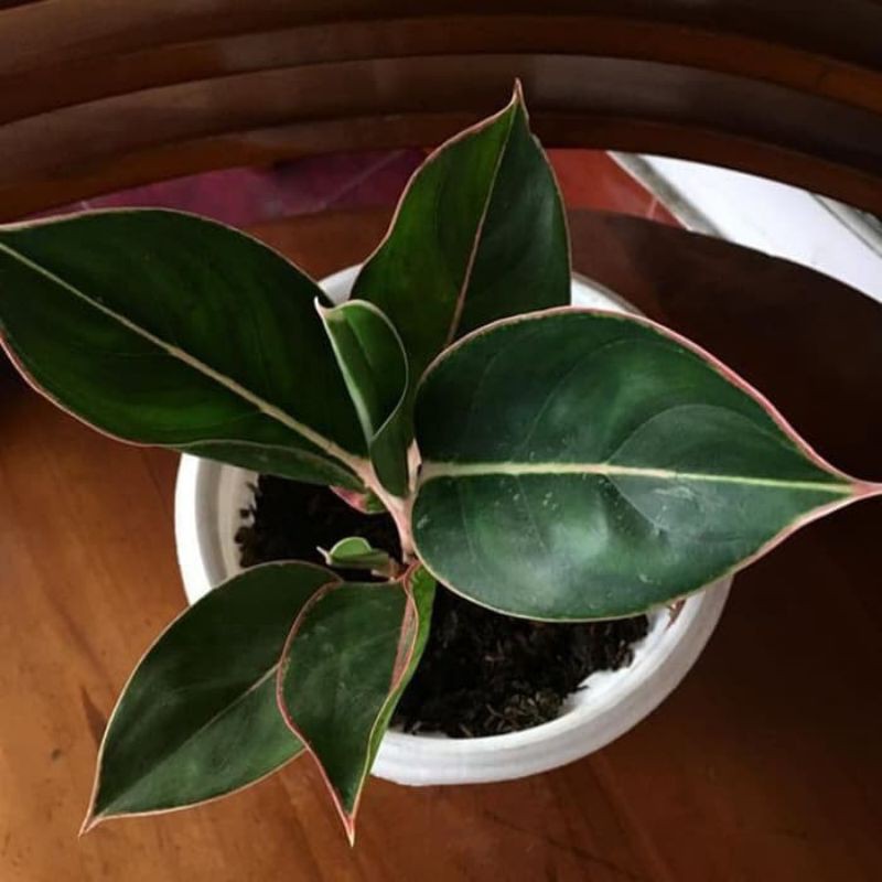 tanaman hias aglonema - aglonema flaminggo - pohon aglonema flaminggo