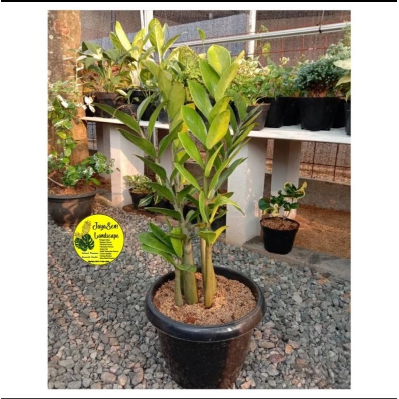 TANAMAN HIAS ZAMIA DOLLAR + POT HITAM