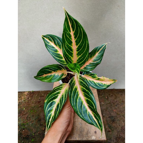 Aglonema Pink & Red Sunset (foto asli)