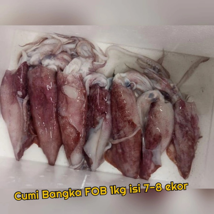 

Cumi Bangka Segar