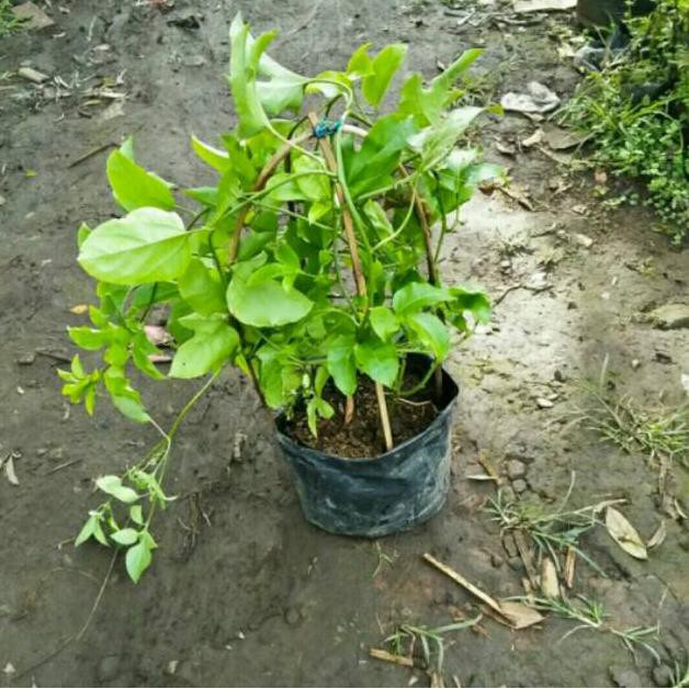  Jenis Tanaman Herbal Yang Merambat Diantaranya  Berbagai 