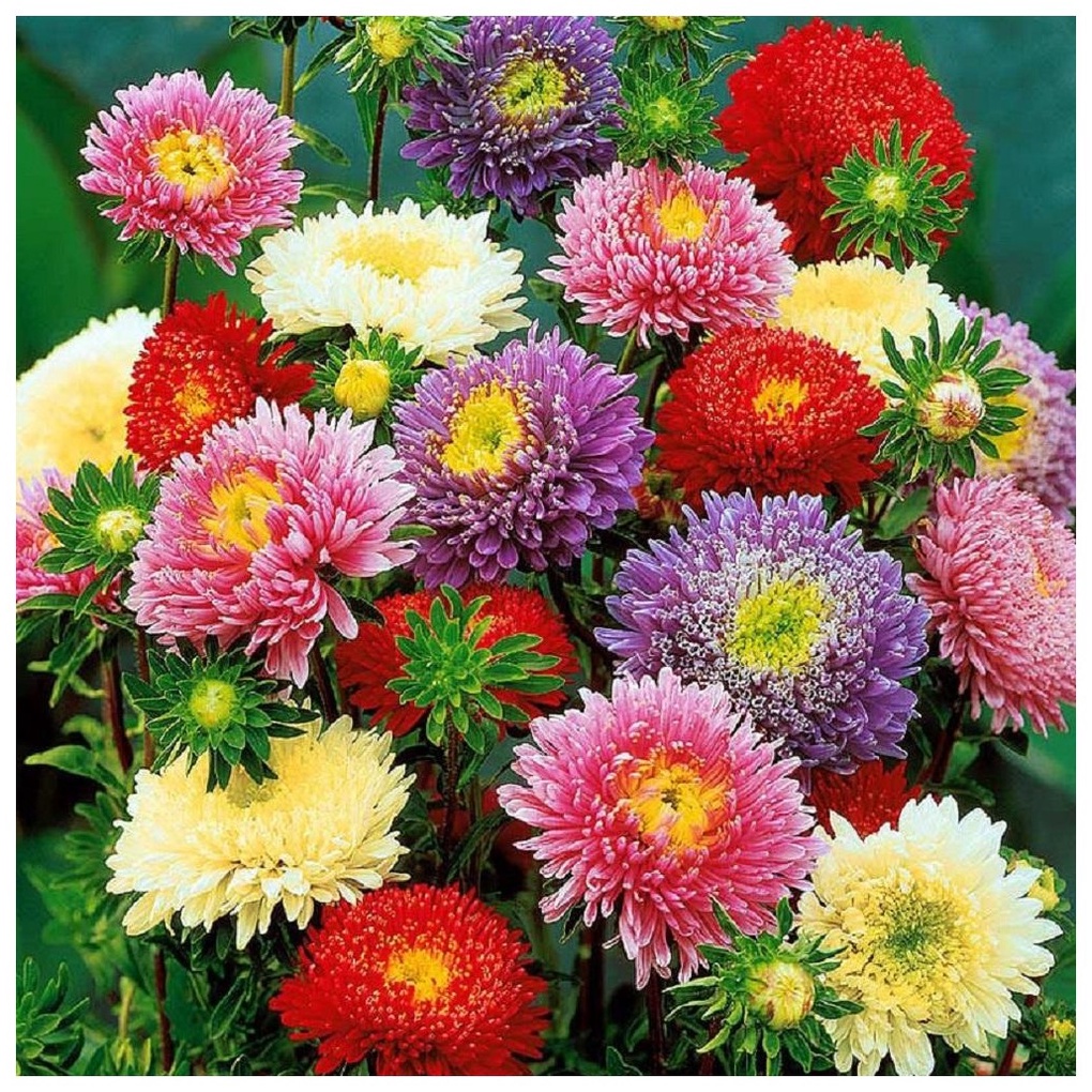 Aster China ­ Princess Mix ­ Crest Type 50 Biji (Benih Biji Bibit Tanaman Bunga )