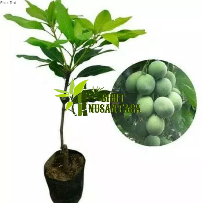 Bibit Mangga Harum Manis Pohon Mangga Bibit Buah Mangga Harum Manis
