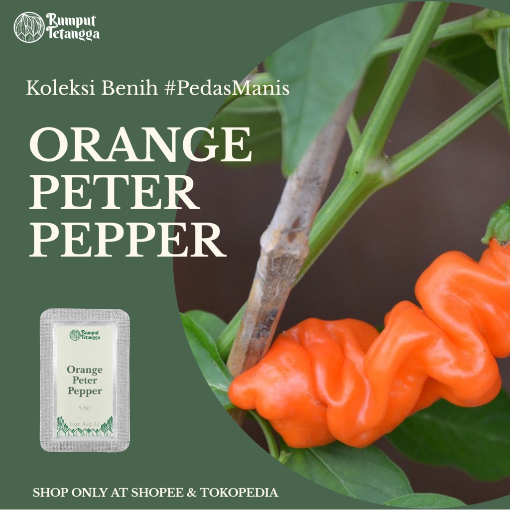 BENIH ORANGE PETER PEPPER. CABE HIAS